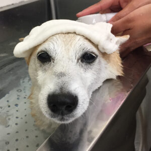 花ちゃんスパ中