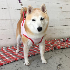 花ちゃん施術後