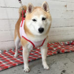 花ちゃんアイキャッチ