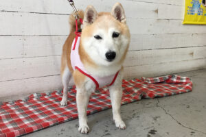 花ちゃんアイキャッチ