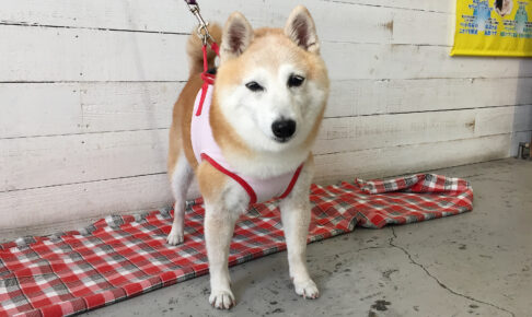 花ちゃんアイキャッチ