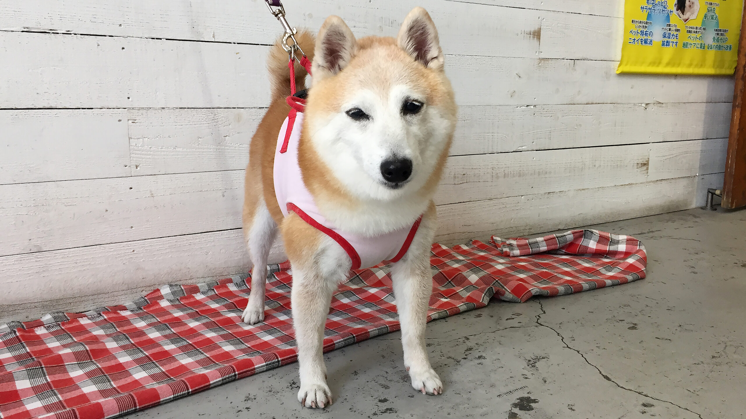 花ちゃんアイキャッチ