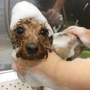 ココちゃんシャンプー中