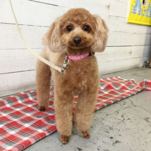 ココちゃん施術後