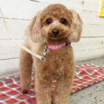 ココちゃんアイキャッチ