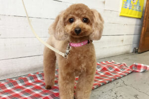 ココちゃんアイキャッチ