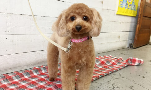 ココちゃんアイキャッチ