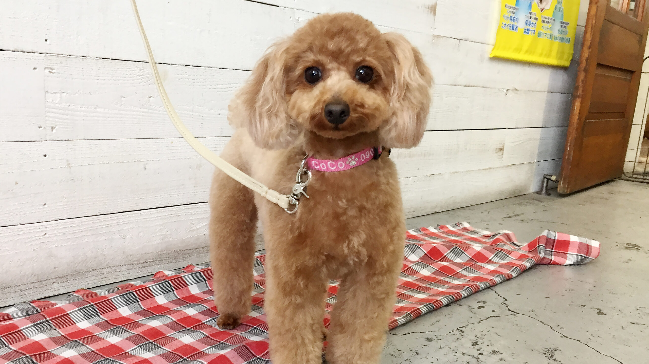 ココちゃんアイキャッチ