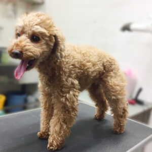 よろしくトイプー