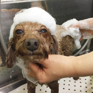 シャンプートイプー