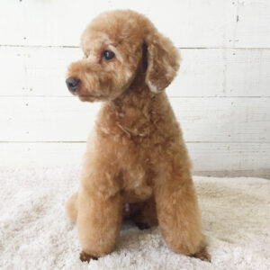 仕上がりトイプー