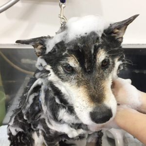 シャンプーしば