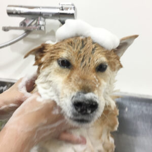 シャンプーしば