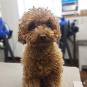 よろしくトイプー