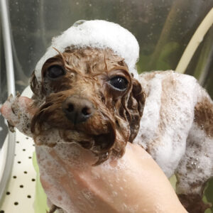 シャンプートイプー