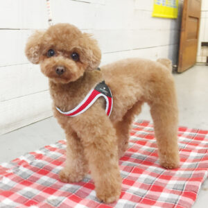 仕上がりトイプー