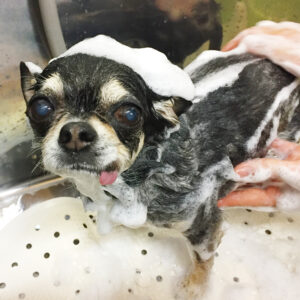 シャンプーチワワ