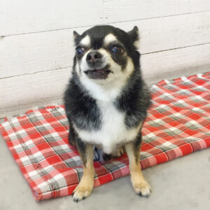 仕上がりチワワ