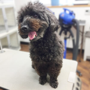 よろしくトイプー