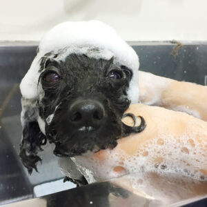 シャンプートイプー