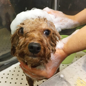 シャンプートイプー