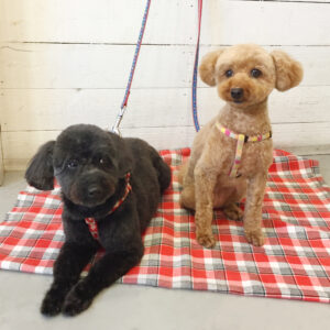 仕上がりトイプー