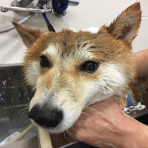 シャンプーしば