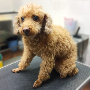 よろしくトイプー