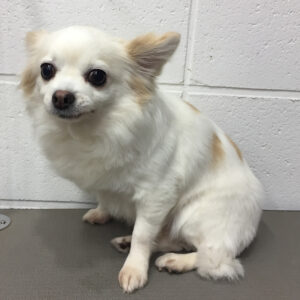 よろしくチワワ