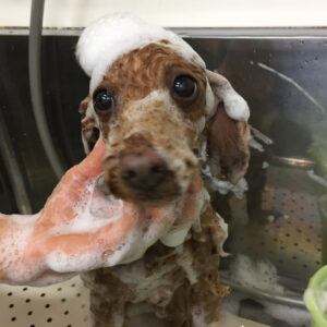 シャンプートイプー