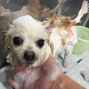 シャンプーチワワ