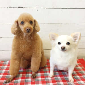 仕上がりトイプー&チワワ