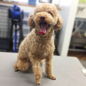 よろしくトイプー