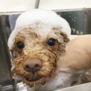 シャンプートイプー