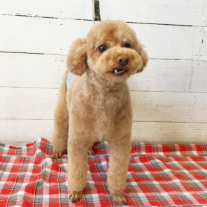 仕上がりトイプー