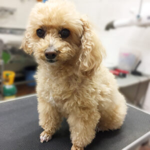 よろしくトイプー