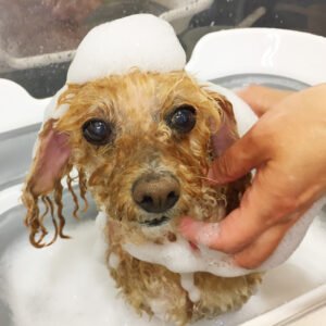 シャンプートイプー