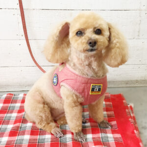 仕上がりトイプー