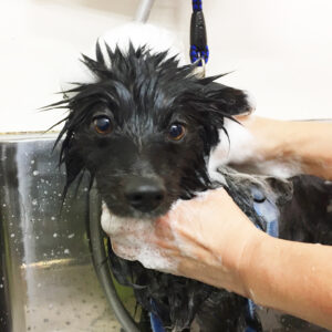 シャンプーポメ