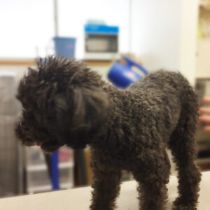 よろしくトイプー