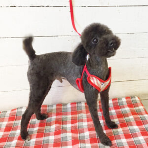 仕上がりトイプー