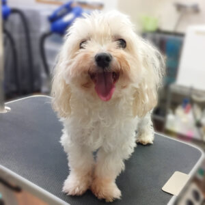 よろしくマルチーズ