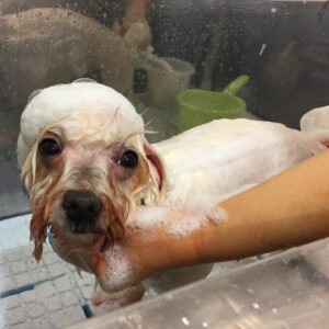 シャンプーマルチーズ