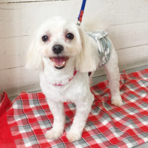 仕上がりマルチーズ