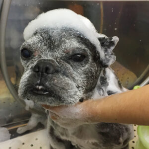 シャンプーフレブル