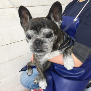 仕上がりフレブル