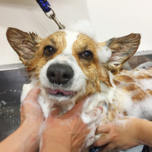 シャンプーコーギー