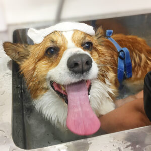 お風呂コーギー