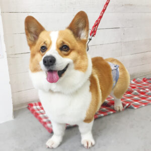 仕上がりコーギー