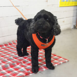 仕上がりミックス